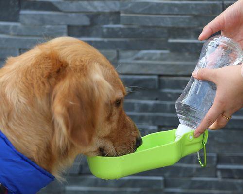 狗狗喝水的注意事项（让你的爱犬健康的饮水习惯）