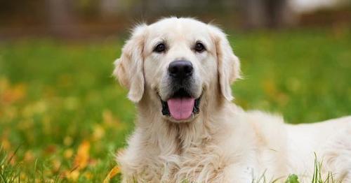 训练金毛犬的好处（提升宠物品质，加强交流，促进健康成长）