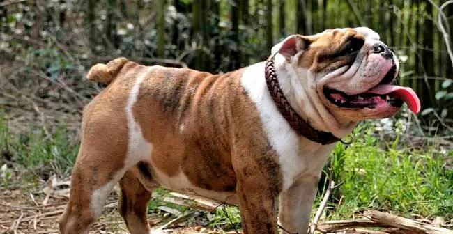 斗牛犬的常见疾病及预防方法（宠物爱好者必看，斗牛犬的健康指南）