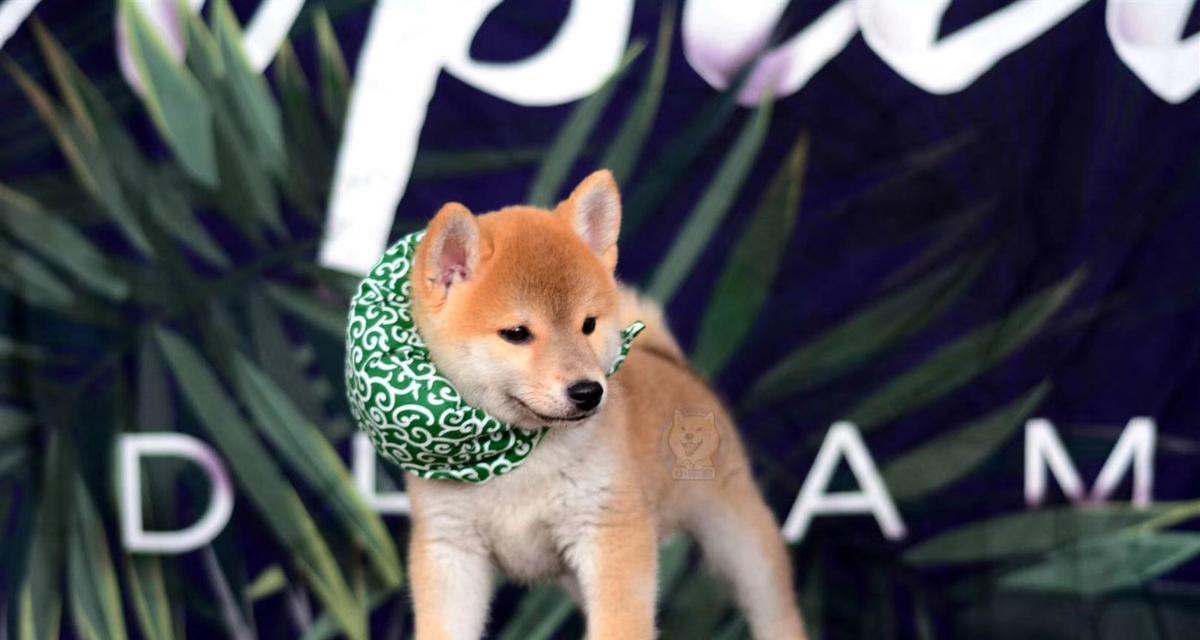 如何给你的柴犬进行四季护理？（教你正确的护理方法和注意事项，让你的柴犬健康快乐。）
