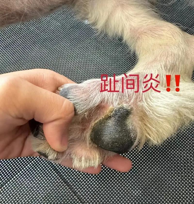 狗狗脱毛症的诊治与预防（从症状到治疗，帮您轻松解决脱毛难题）