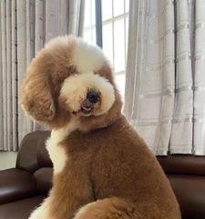 如何训练巨型贵宾犬听话（从宠物身心健康出发，用科学方法实现训练）