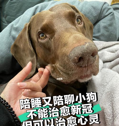 小狗吃了变质的东西，怎么办？（以宠物为主，教你如何应对突发情况。）