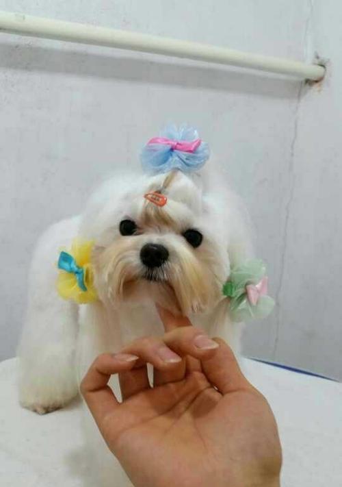 如何正确给以马尔济斯犬剪指甲（掌握正确方法，让宠物更舒适安全）