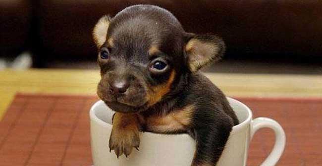 科学养护茶杯犬的6大注意事项（宠爱茶杯犬，从科学饲养开始）