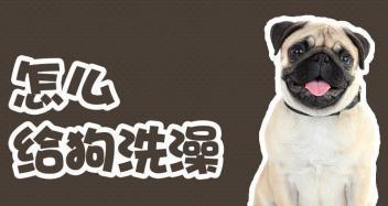 狗狗洗澡大全手册（宠物主人必备，让你的爱犬焕然一新）