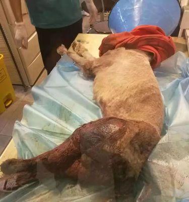 救治被吓死的宠物狗狗（如何以成狗狗救治你的宠物狗狗？）