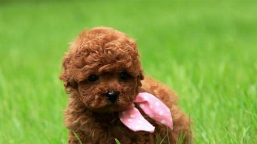 贵宾犬——优雅的宠物选择（探究贵宾犬的品种、特点和饲养技巧）