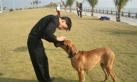 如何训练大丹幼犬衔取技能（宠物犬衔取训练的方法和技巧）