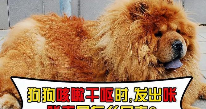 狗狗咳嗽呕吐的原因及食疗方法（探究宠物呕吐的原因，解析食疗法治疗方案）