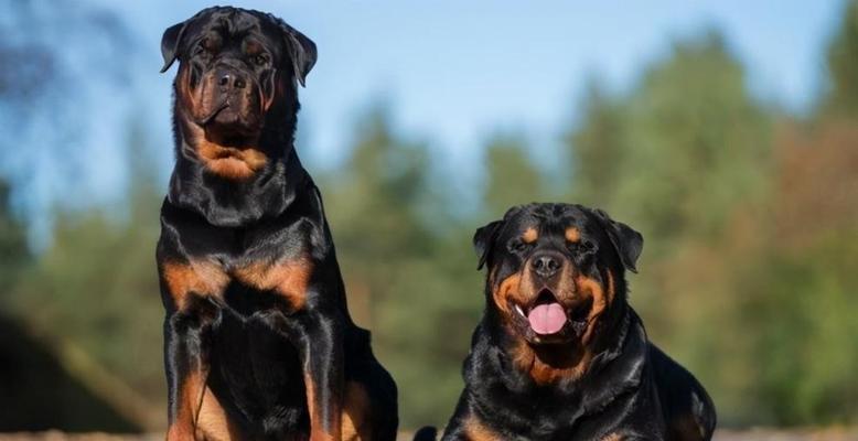 如何训练罗威纳犬不随便攻击人（保护宠物与周围人的安全）