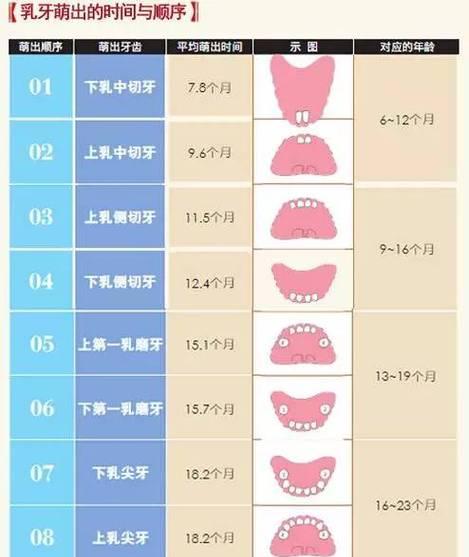 拉布拉多换牙须知（宠物换牙期间的注意事项）