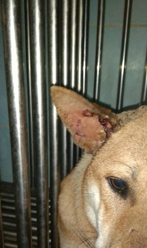 被狗咬了怎么办？（宠物犬咬人事故应对与预防。）