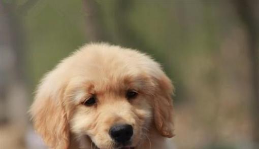 金毛犬的成长年龄（了解金毛犬成长年龄，做好宠物护理）