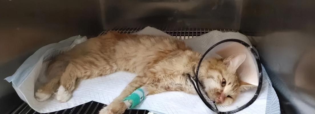 小猫咪的突然死亡原因（探究宠物猫咪健康的重要性）
