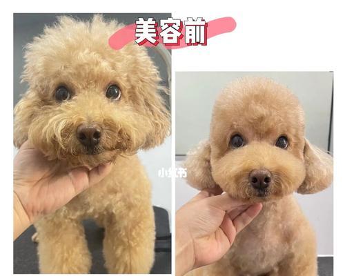 贵宾犬美容与卫生（关爱你的宠物，让贵宾犬健康美丽）