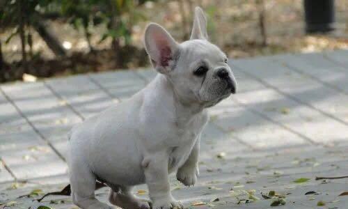 以法牛幼犬多少天会断奶？（掌握幼犬断奶时机，让宠物健康成长）