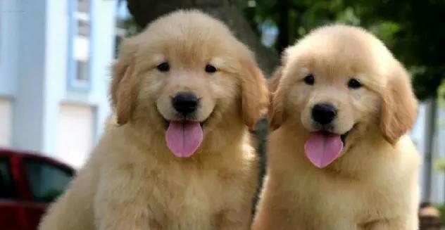 黄金猎犬的饲养指南（如何正确饲养黄金猎犬）