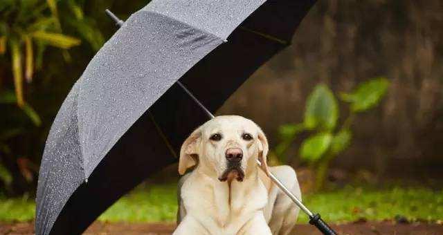 宠物狗的喝水问题（狗狗喝太饱没事吧？狗狗喝雨水没事吧？）