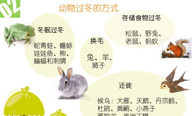 西施兔的全面饲养指南（了解西施兔，创造优质生活）