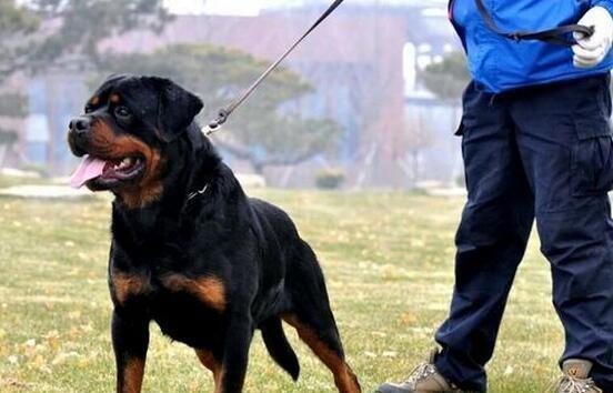罗威纳犬饲养方法（打造健康幸福的犬舍，从养成好习惯开始）
