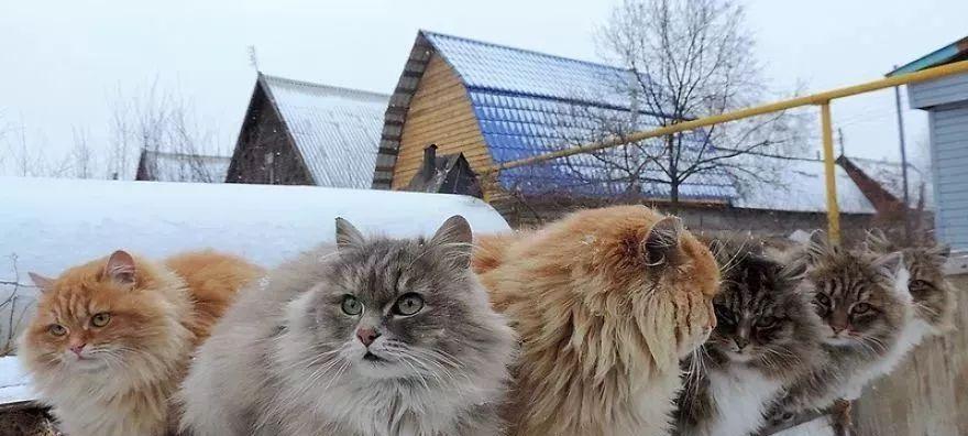西伯利亚猫的饲养方法（如何照顾您的西伯利亚猫）