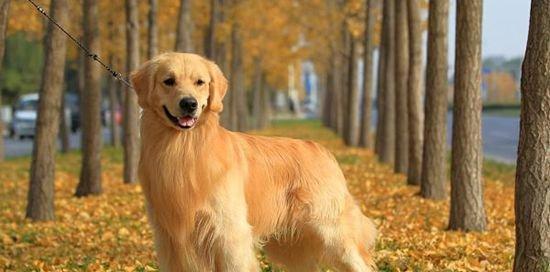 金毛犬饲养指南（详解金毛犬的喂养、训练、保健等方面）