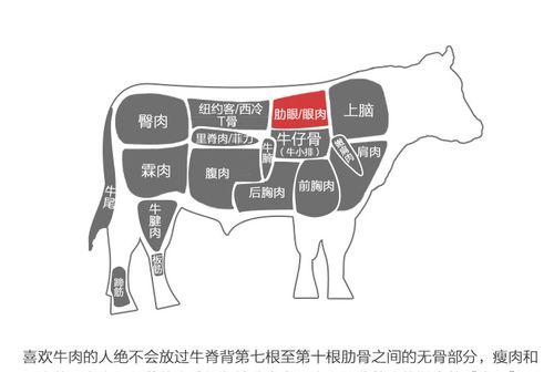 牛头鲷的饲养方法（科学饲养牛头鲷，让您养出健康活泼的宠物）