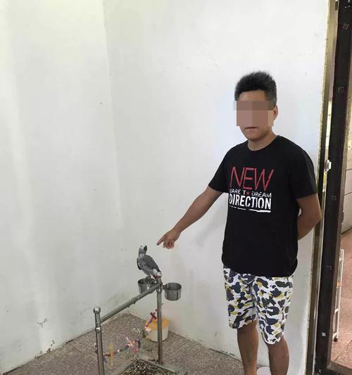 如何正确饲养非洲灰鹦鹉（宠物爱好者必看，打造健康快乐的宠物生活）