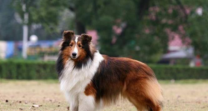苏牧犬饲养技巧（打造健康快乐的苏牧犬生活）