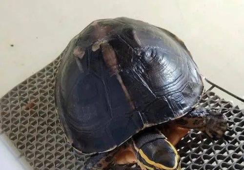 马来闭壳龟的饲养方法（养护技巧、水族箱装置、食物搭配、水质管理、常见问题解答）