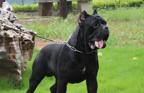 罗威纳犬的全面饲养指南（培养忠诚守卫，健康幸福生活）