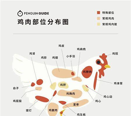 宠爱小精灵——凤头百灵饲养指南（小鸟，大情怀！凤头百灵让你爱不释手）