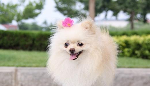 美系博美犬的饲养全指南（做好五大方面护理，让你的宠物博美犬更健康快乐）
