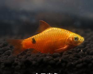 玫瑰鲫养殖全攻略（从水质准备到养护细节，轻松养出鲜美玫瑰鲫）