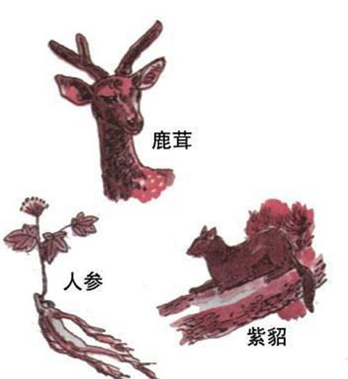 三道眉草鸟饲养方法（打造幸福家庭的秘诀）