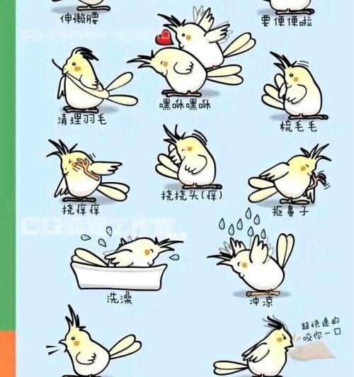 如何让你的宠物鸟健康快乐地成长（如何让你的宠物鸟健康快乐地成长）