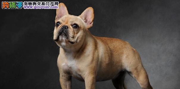 如何正确地饲养牛头犬（让您的牛头犬成为最健康、最快乐的宠物）