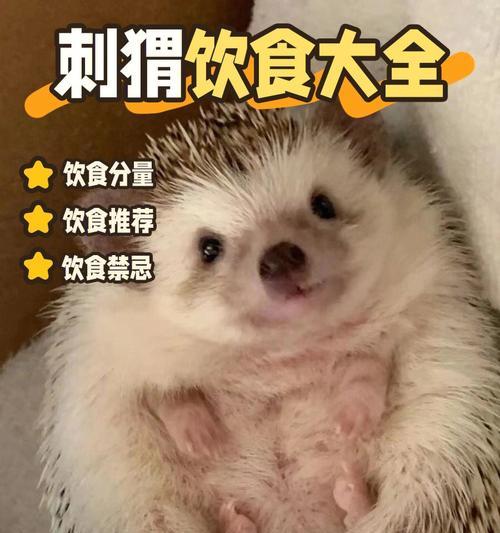 非洲棱背泥龟的饲养方法（建立适宜的栖息环境让泥龟健康成长）