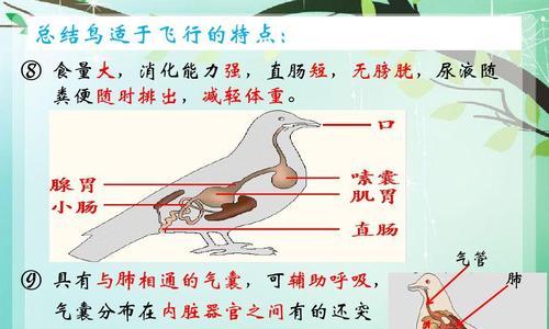 以棕尾牛顿莺为宠物的饲养方法（打造舒适宜人的生活环境，享受清脆悦耳的鸣唱）