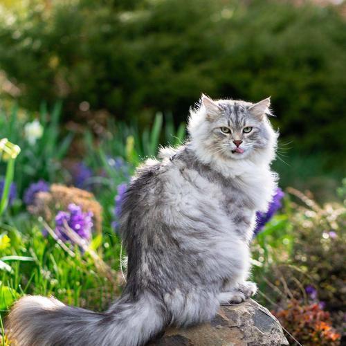 西伯利亚森林猫的饲养方法（让你的猫咪健康快乐成长）