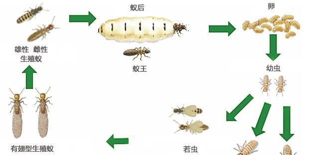 黑红小丑饲养全指南（掌握黑红小丑饲养技巧，让它们健康成长）