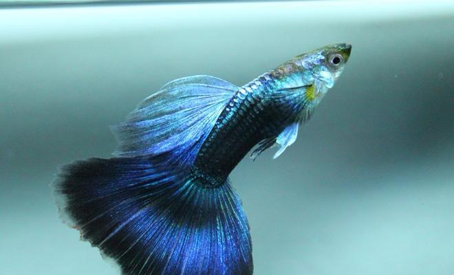 非洲凤凰鱼的饲养方法（打造完美的水族馆之非洲凤凰鱼养殖技巧）