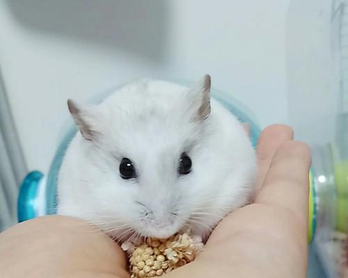 三线仓鼠的饲养方法（从日常护理到食物选择，让你的宠物健康快乐）