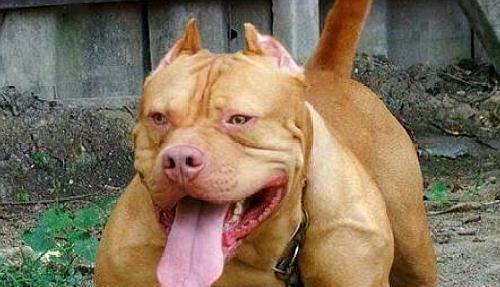 惠比特犬的饲养方法（如何养好惠比特犬——详细的饲养指南）