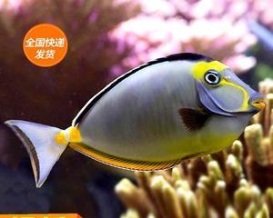 印度金圈吊的饲养全指南（打造美丽高贵的金圈吊，从这里开始！）