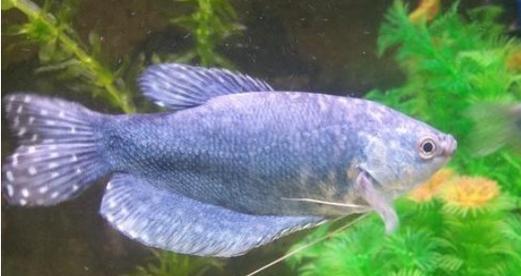 蓝曼龙鱼的饲养方法（打造完美水族箱，让蓝曼龙鱼健康成长）