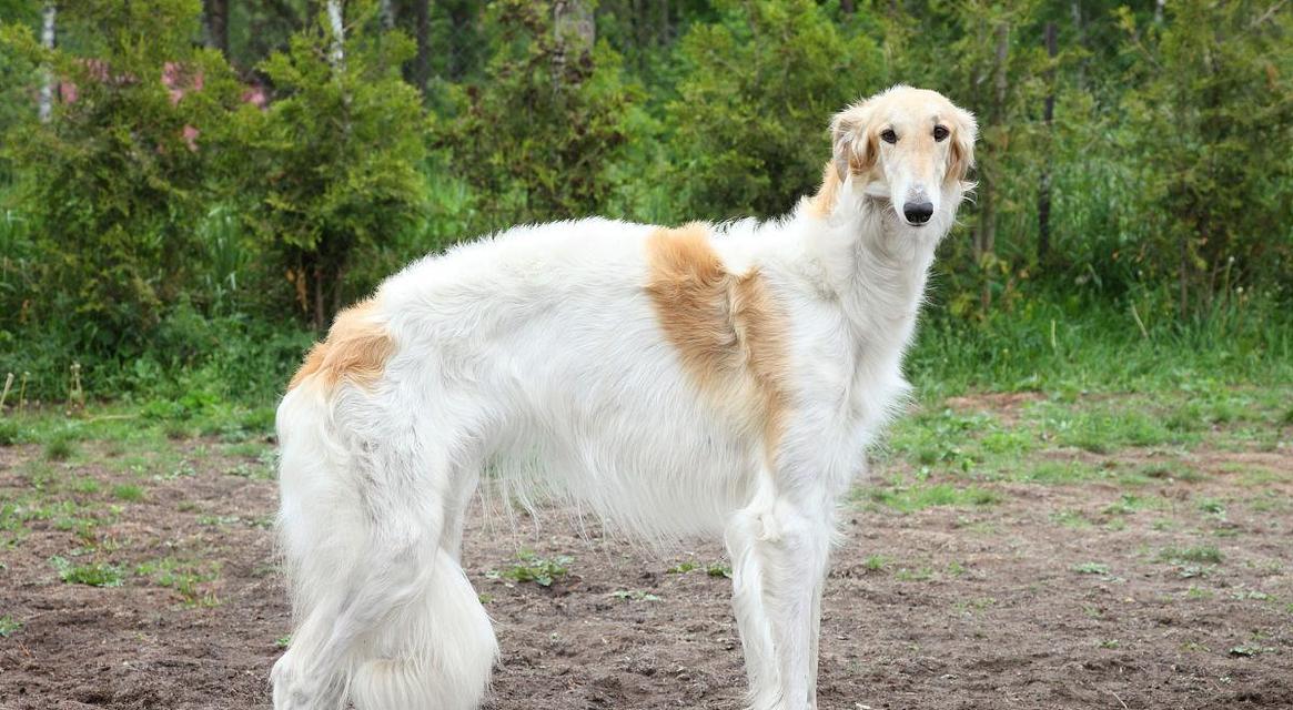 养一只优秀的守护犬（养一只优秀的守护犬）