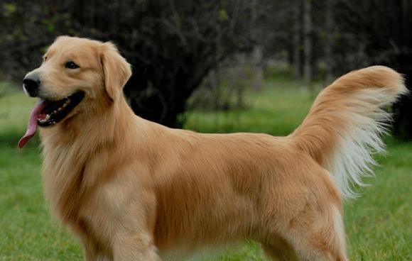 金毛犬的饲养全攻略：如何打造健康快乐的毛孩