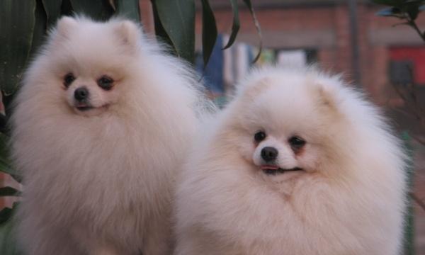美系博美犬的饲养指南（了解美系博美犬的特点，让你成为最好的主人）